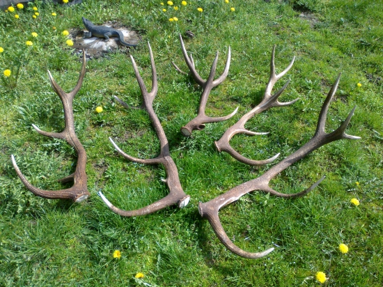 u kamarata -sezona 2016