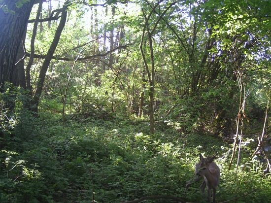 ročak
