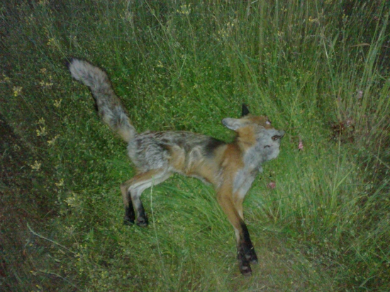 Liščička