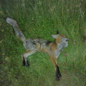 Liščička