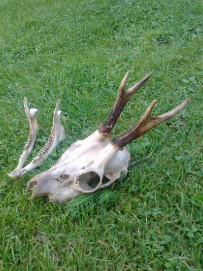 1VT-odlov-psi-chovny