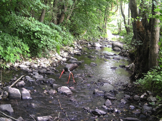 čarodej