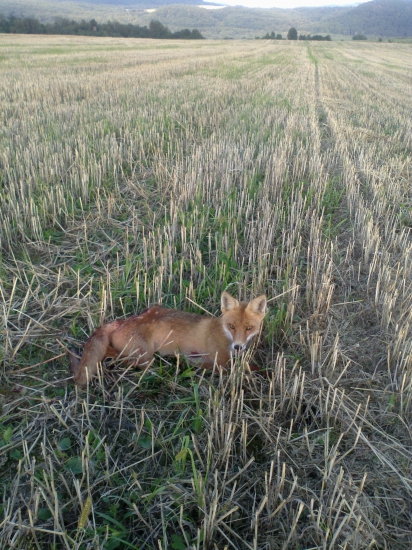 na strnisku
