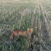 na strnisku