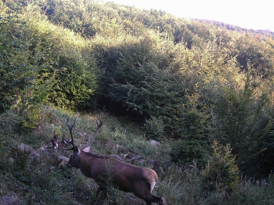 V strehu pred sokom