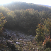 diviačica