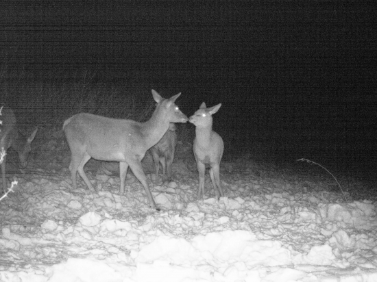 rodičovska pusa