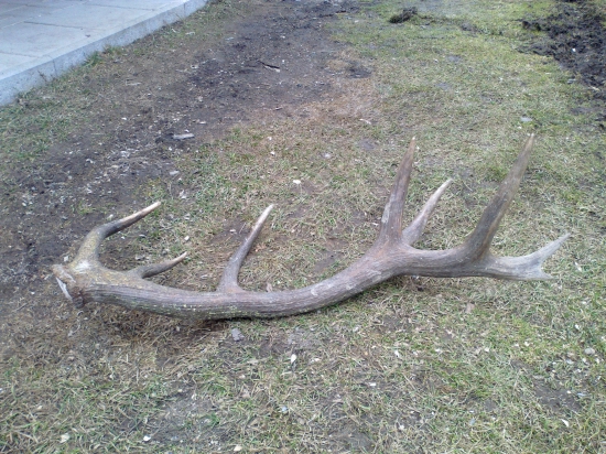 16-ka a opat kamaratova 2,5kg a 185,06b