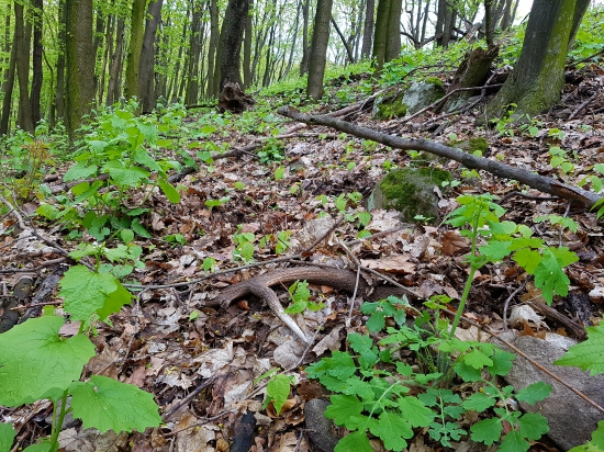 ber aj mna-už tu čakam 2 roky