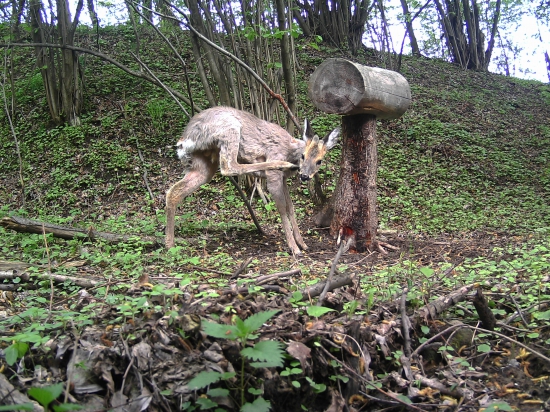 srnček