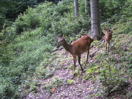 rodinka na paši
