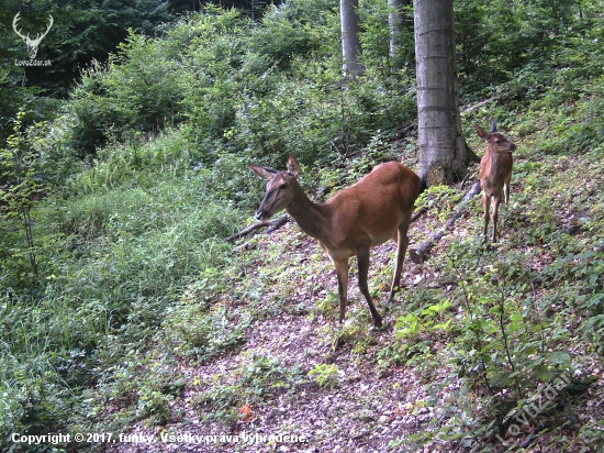 rodinka na paši