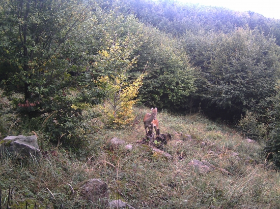 Jelenička