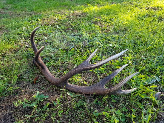 Kamaratov na hubach.