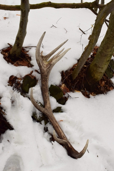 Rok st 16t-3.2kg-kamaratov