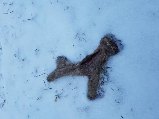 Zhodil aj  lykom- autonehoda