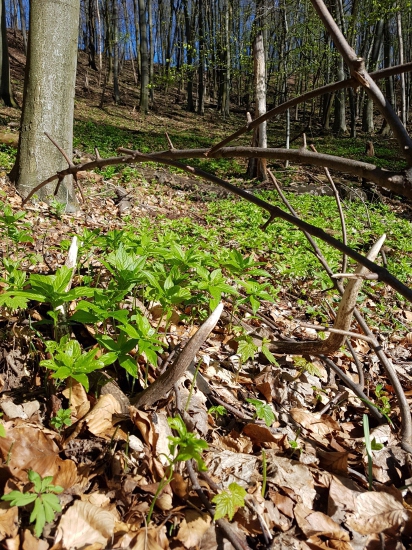 Slusne ich naaranzoval .20.21./2018