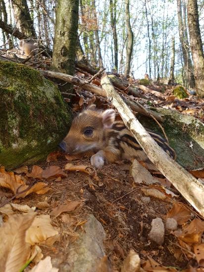 Buduci rytier lesa