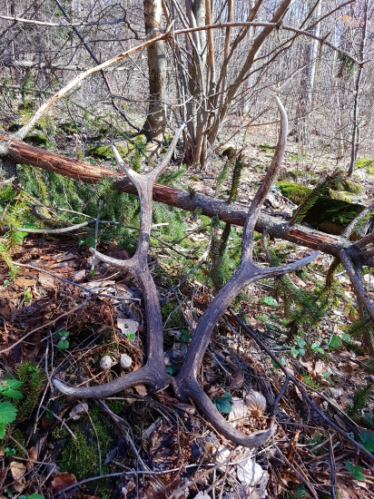 Nepravidelny osmorak