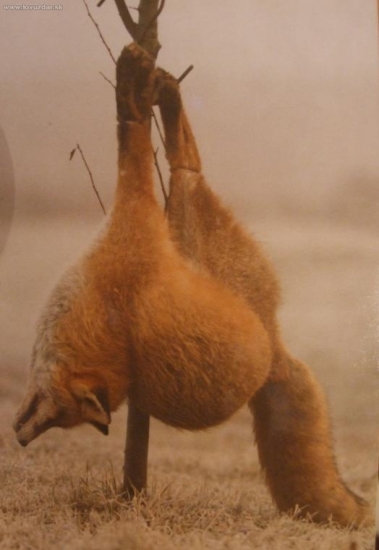 Kapitálny lišiak...