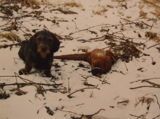 prekvapil ma aportom