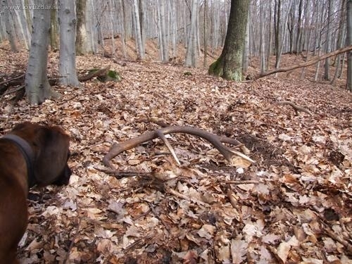 konečne prvé tohtoročné 1