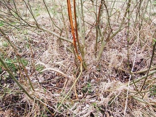 prekvapenie pod vrbou