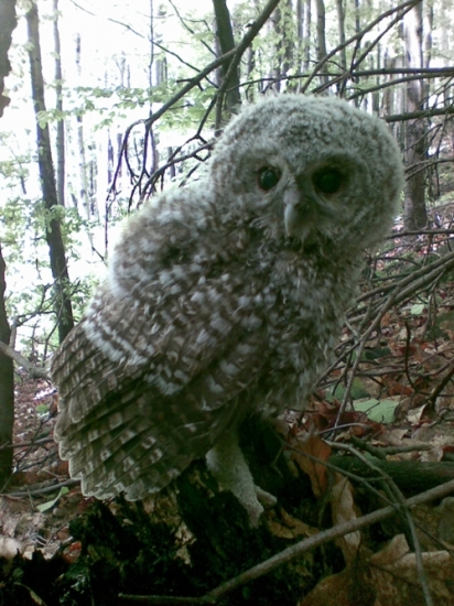 mláďa Sovy Dlhochvostej