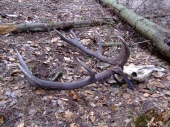 Nedôstojná smrť lovného jeleňa