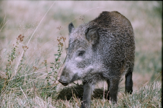 lanštiak