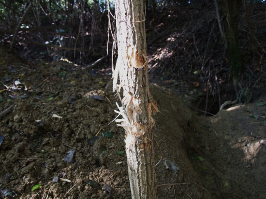 výstrel na jazveca(a výsledok....)