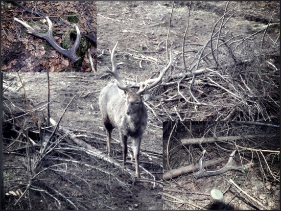 rok a dva roky po zhodení