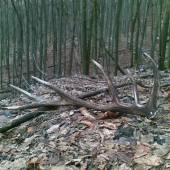 Prvý tohto roku - 2,43 Kg.