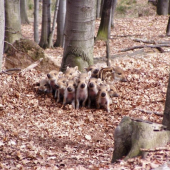 Diviačiky