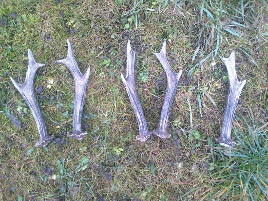 Z jedneho srnca 2012, 2013, 2014