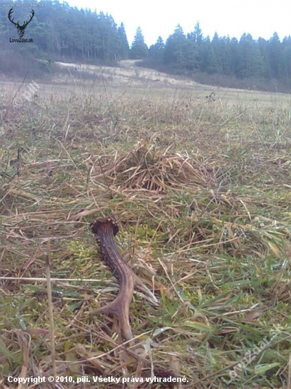Dneskajsi