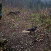 Hluchaň pri vypustení do prírody