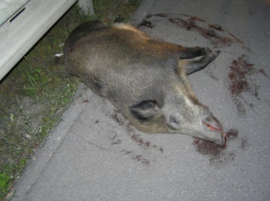 ... a cesta nám plní plán lovu