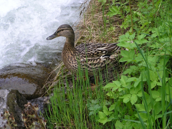 kačička divoká...