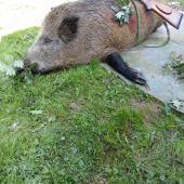 Sedačka pokrstená