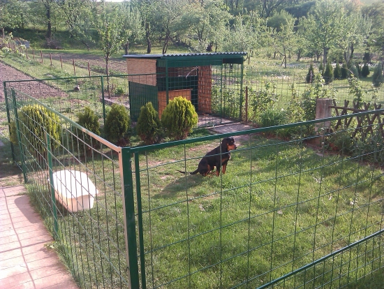 Gero a koterec s ohradou