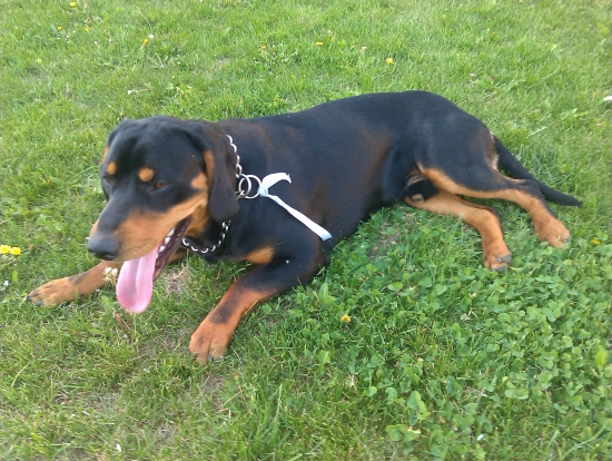 unavený GERO po dlhej ceste