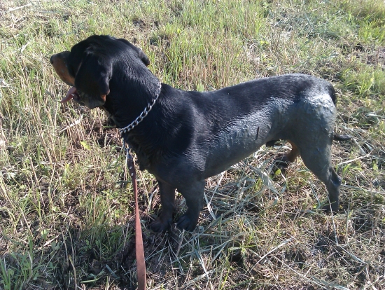 Gero a bahenný kupel