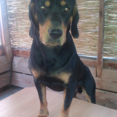 gero