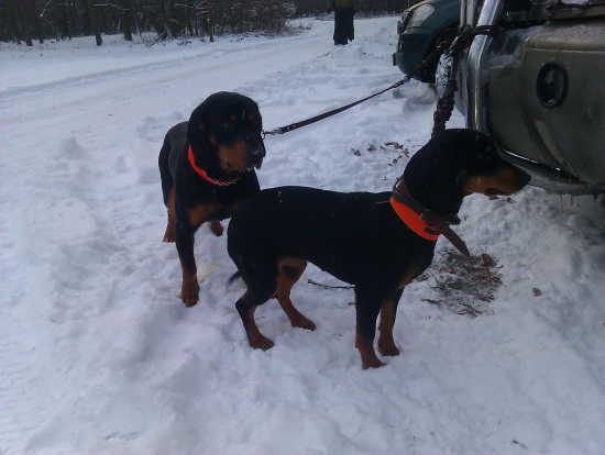 GERO a GERY(surodenci)