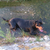 osviezenie
