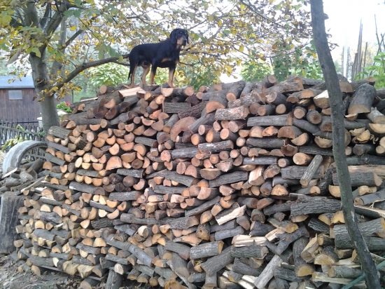 Gero strazi drevo.....