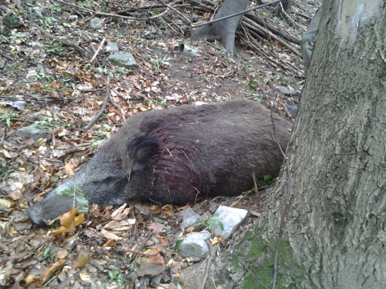 vypchaný slámou....