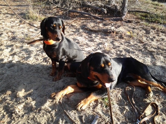 gero a gery...nerozlucna dvojka