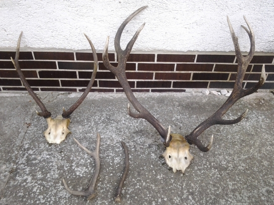 co som nasiel v pohonoch.....